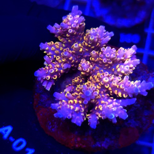 WhatsApp Image 2026-04-16 at 18.52.19 (3).jpeg