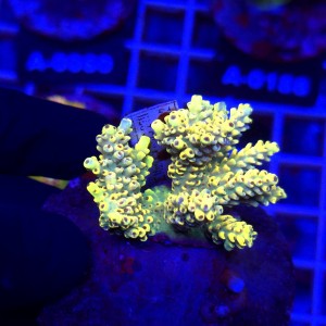 Acropora Cytherea Pikachu matecznik WYSIWYG #A0179