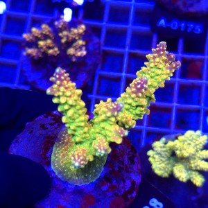 Acropora Mango Garden matecznik WYSIWYG #A0188
