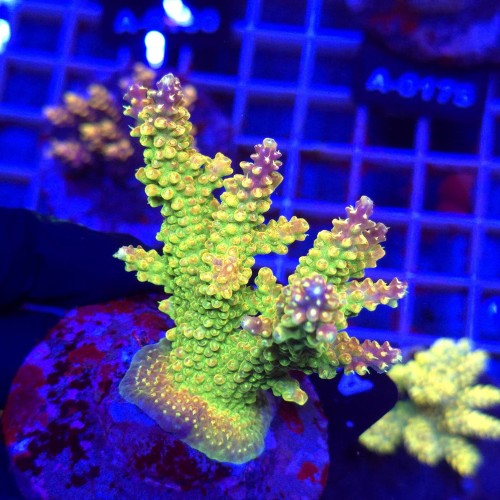 WhatsApp Image 2026-04-16 at 18.52.20 (2).jpeg