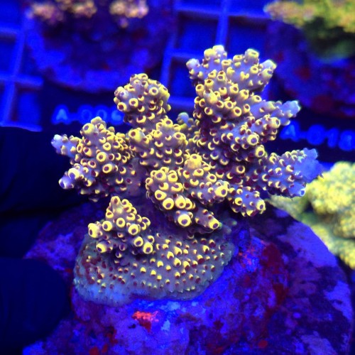 Acropora Cytherea Pikachu matecznik WYSIWYG #A0175