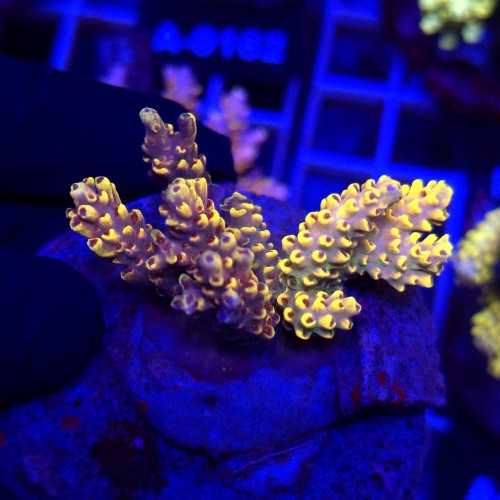 Acropora Cytherea Pikachu matecznik WYSIWYG #A0161