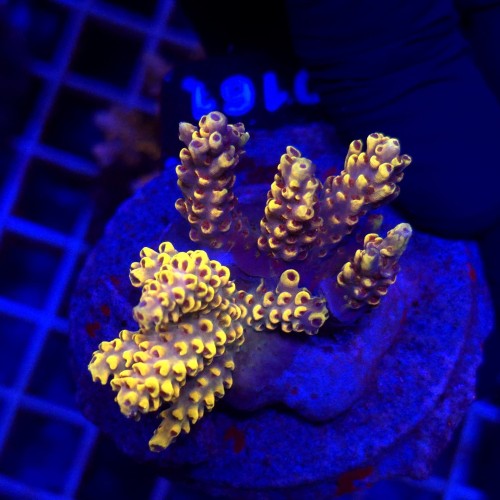 WhatsApp Image 2026-04-16 at 18.52.22 (3).jpeg