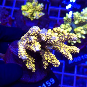 Acropora Cytherea Pikachu matecznik WYSIWYG #A0159