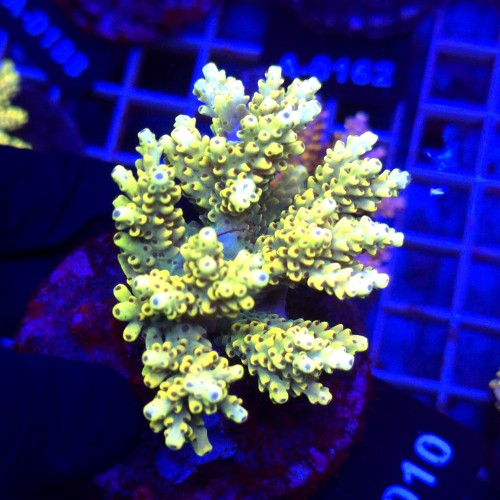 Acropora Cytherea Pikachu matecznik WYSIWYG #A0010