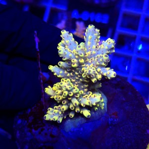 Acropora Cytherea Pikachu matecznik WYSIWYG #A0200