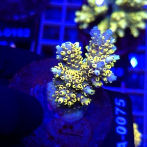Acropora Cytherea Pikachu matecznik WYSIWYG #A0075