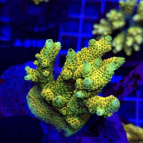 Acropora Millepora Orange matecznik WYSIWYG #A0070