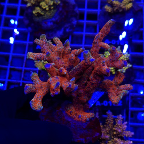 Montipora Forest Fire Digitata matecznik WYSIWYG #A0042