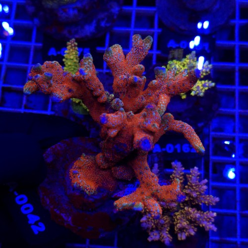 WhatsApp Image 2026-04-16 at 18.52.25 (2).jpeg