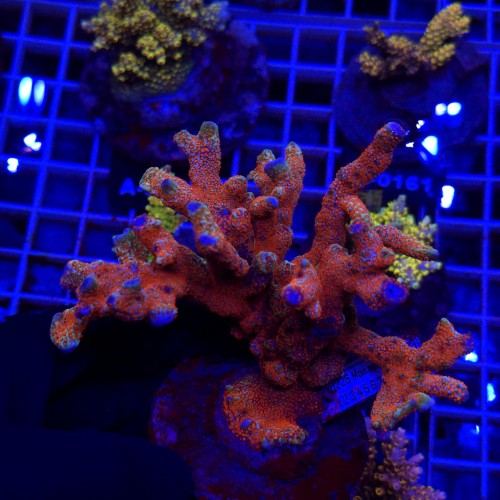 WhatsApp Image 2026-04-16 at 18.52.25.jpeg