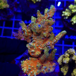 Montipora Forest Fire/Bubblegum matecznik WYSIWYG #A0189