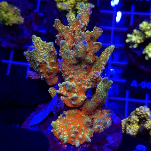 WhatsApp Image 2026-04-16 at 18.52.25 (4).jpeg