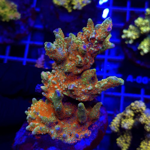 WhatsApp Image 2026-04-16 at 18.52.25 (5).jpeg