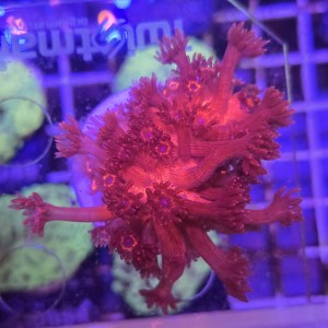 Goniopora Red Blue EYE WYSIWYG #A0151