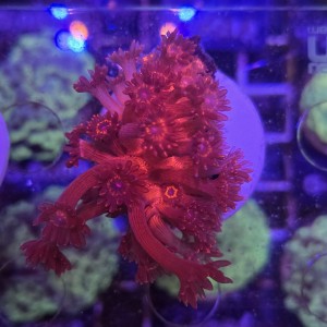 Goniopora Red Blue EYE WYSIWYG #A0001