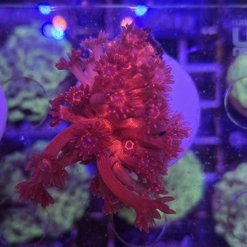 Goniopora Red Blue EYE WYSIWYG #A0001