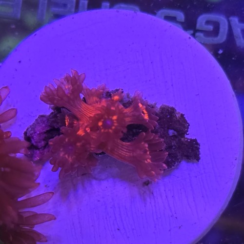 Goniopora Red Blue EYE WYSIWYG #A0021