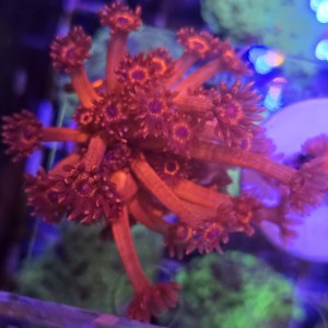 Goniopora Red Blue EYE WYSIWYG #A0026