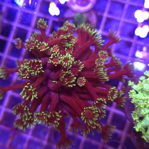 Goniopora Purple Yellow tips (matecznik) WYSIWYG #A0065