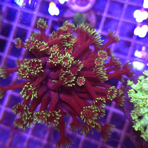 Goniopora Purple Yellow tips (matecznik) WYSIWYG #A0065