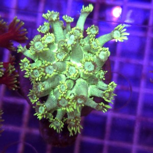 Goniopora Fluo Green WYSIWYG #A0095