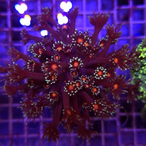 Goniopora Purple Red EYE  WYSIWYG #A0146