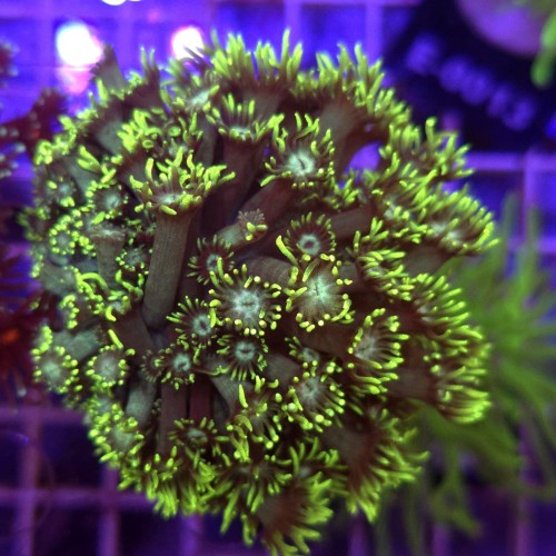 Goniopora Green Yellow Tips WYSIWYG #A0149