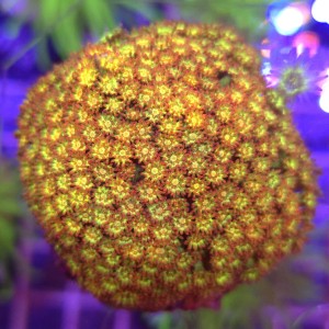 Goniopora Aussie Glitter Sunburst WYSIWYG #A0098