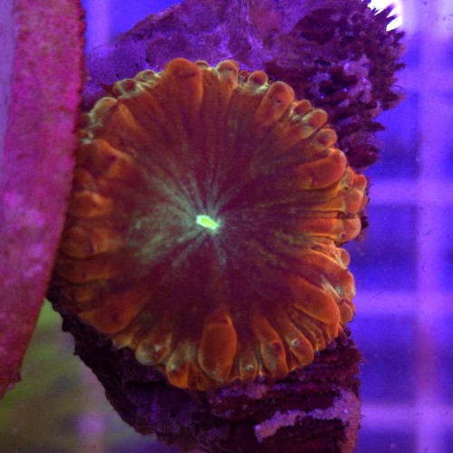  Blastomussa Solar Eclipse WYSIWYG 