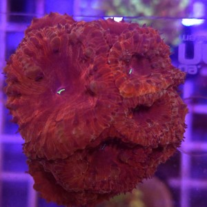 Blastomussa Wellsi Ultra Rood WYSIWYG  