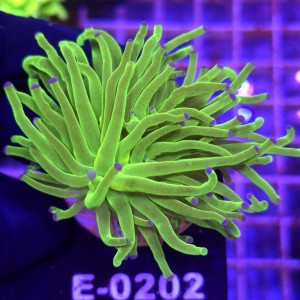 Euphyllia Glabrescens Green Blue tips WYSIWYG #E0202