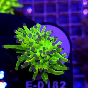 Euphyllia Glabrescens Holy Grail WYSIWYG #E0182