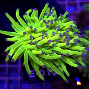 Euphyllia Glabrescens Holy Grail (2 głowy) WYSIWYG #E0152