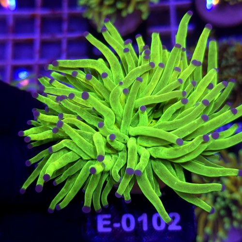 Euphyllia Glabrescens Holy Grail (2 głowy) WYSIWYG #E0102