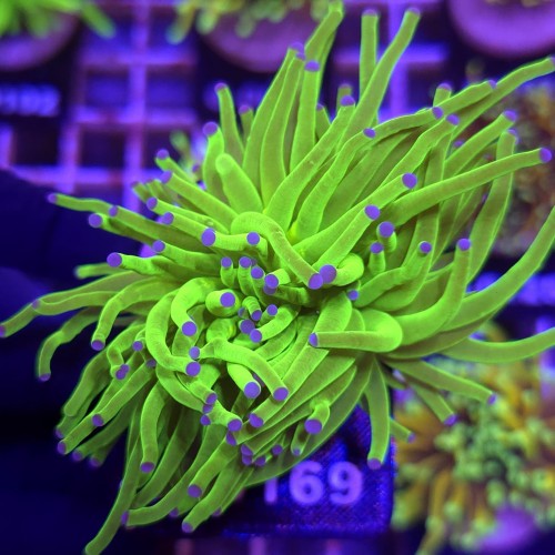 Euphyllia Glabrescens Green Blue tips (2 głowy) WYSIWYG #A0169