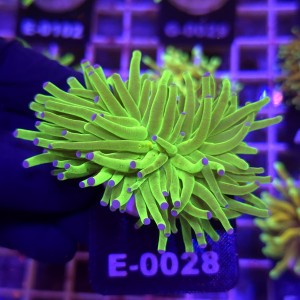 Euphyllia Glabrescens Green Blue tips (2 głowy) WYSIWYG #E0028