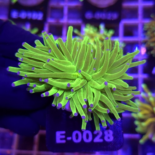 Euphyllia Glabrescens Green Blue tips (2 głowy) WYSIWYG #E0028