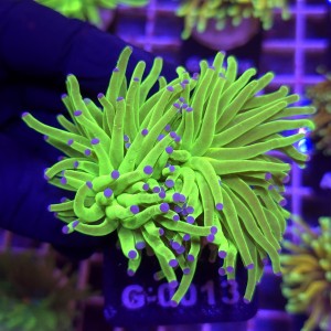 Euphyllia Glabrescens Green Blue tips (2 głowy) WYSIWYG #G0013