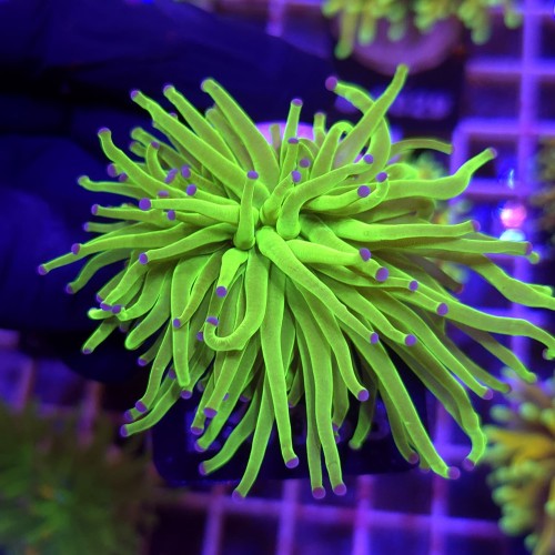 Euphyllia Glabrescens Green Blue tips (2 głowy) WYSIWYG #G0016