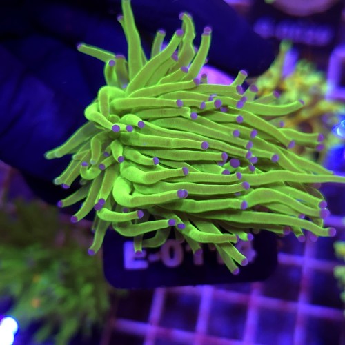 Euphyllia Glabrescens Green Blue tips (2 głowy) WYSIWYG #E0114