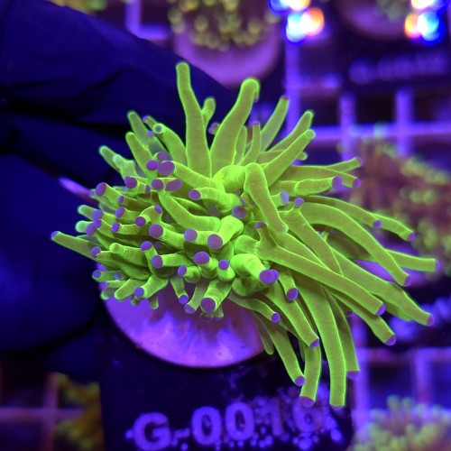 Euphyllia Glabrescens Green Blue tips (2 głowy) WYSIWYG #G0016