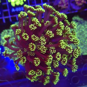 Goniopora Purple Yellow tips (matecznik) WYSIWYG 