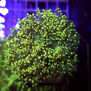 Euphyllia Paradivisa Yellow WYSIWYG #A009