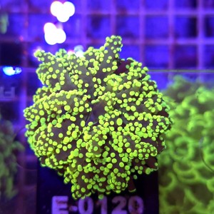 Euphyllia Paradivisa Yellow WYSIWYG #E0120