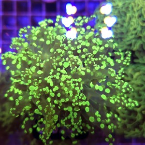 Euphyllia Paradivisa Yellow WYSIWYG #E0207