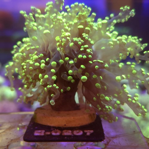 WhatsApp Image 2026-04-20 at 19.25.42 (1).jpeg