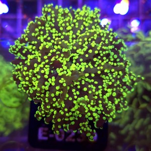 Euphyllia Paradivisa Yellow WYSIWYG #E0239