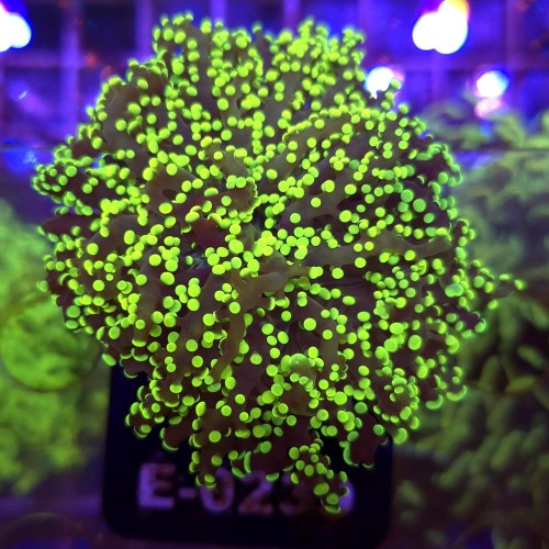 WhatsApp Image 2026-04-20 at 19.25.41 (2).jpeg