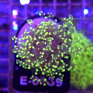 Euphyllia Paradivisa Yellow WYSIWYG #E0139